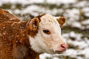 Snowy Calf