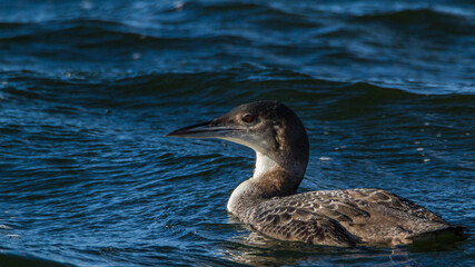 Great northern diver, Oxfordshire, January 2016