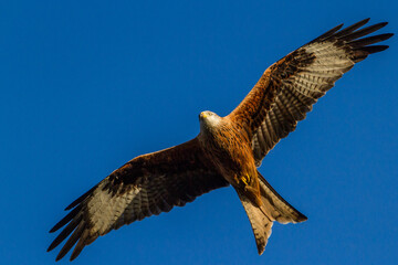 Red Kite, Oxfordshire, January 2016