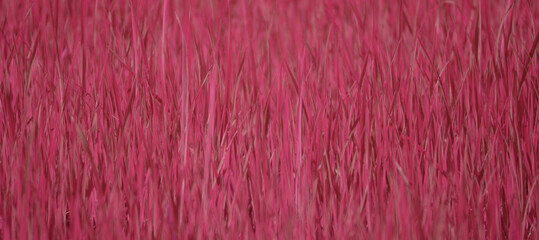 grass texture background used to make cards for the new year festival on valentines day, birthday, poster, christmas