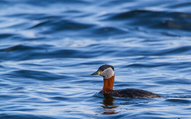 Red-necked grebe, Oxfordshire, March 2016