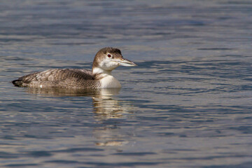 Great northern diver, Oxfordshire, March 2016