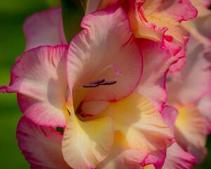 Gladiola in bloom.