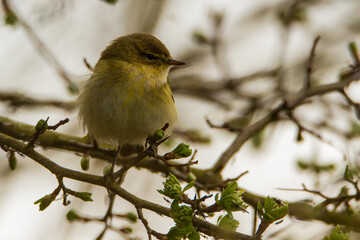 Chiffchaff, Oxfordshire, March 2016