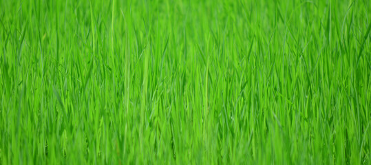 grass texture background used to make cards for the new year festival on valentines day, birthday, poster, christmas