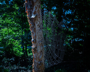 Spider web in the morning dew.