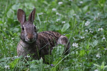 Cottontail Rabbit eating grass and white clover on a spring day in Wisconsin
