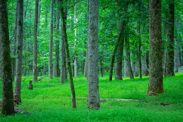 Fototapeta na wymiar Green forest floor in NC state park.