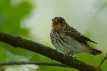 Spotted flycatcher, Latvia, July 2016