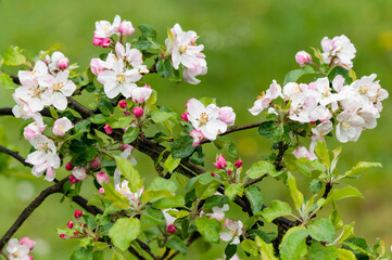 Large flowers of apple trees and green leaves after the rain.