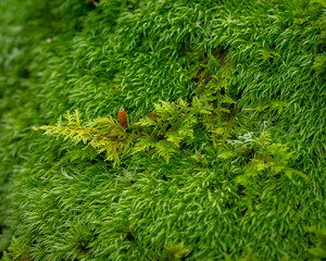 Macro moss in NC state park.