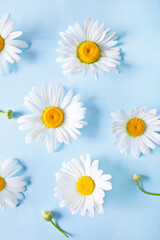 Chamomile flowers on the blue background. Top view. Spring or summer background concept.
