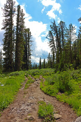 Fototapeta na wymiar Dirty trail in the summer conifer forest. Nature park Ergaki, Russia, Siberia. Western Sayan mountains. Summer landscape on a sunny day. Hiking and travel background. Tourism to inaccessible places