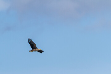 Fototapeta premium White-tailed eagle, Estonia, July 2016