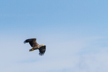 White-tailed eagle, Estonia, July 2016