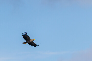White-tailed eagle, Estonia, July 2016