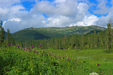 Summer landscape with alpine meadow. Fresh green grass and purple flowers in sunny day. Nature park Ergaki, Russia, Siberia. Western Sayan mountains. Tourism, hiking and travel background.