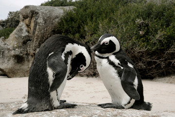 two Penguins on Boulders Beach in Cape Town, South Africa