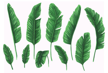 Set of hand drawn tropical leaves with monstera, palm, banana leaves on white background. Markers drawing