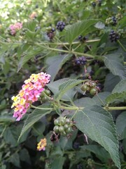 Bright inflorescence with berries on a branch of a bush in the summer in Israel.