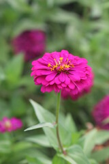 Pink flowers in the garden