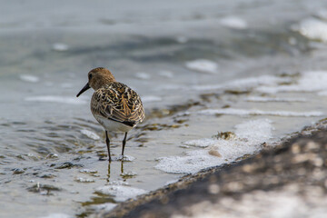 Dunlin, Oxfordshire, August 2016