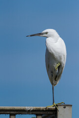 Little Egret, Oxfordshire, September 2016