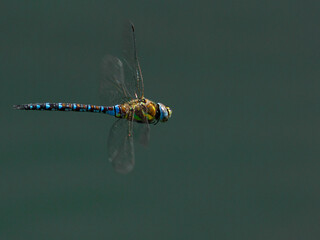 Common hawker, Oxfordshire, September 2016