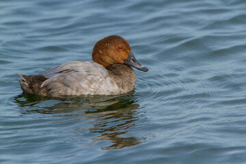 Pochard, Oxfordshire, September 2016