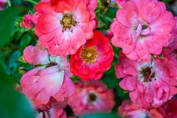 pink summer flower