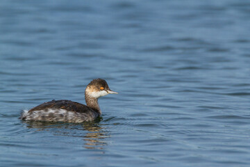 Black-necked grebe, Oxfordshire, September 2016