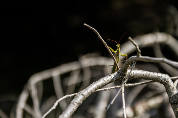 European mantis, Croatia, September 2016