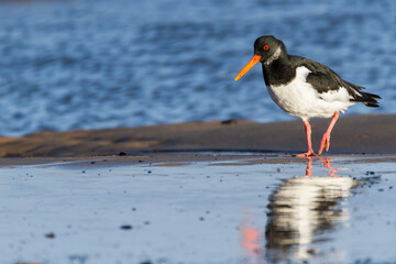 Oystercatcher, Durham, January 2017