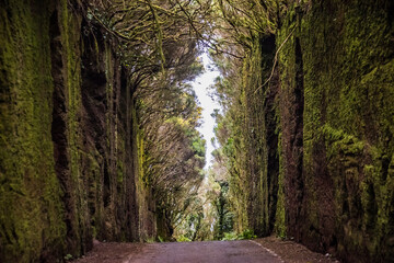 Road tunnel in Anaga Rural Park - ancient rainforest on Tenerife, Canary Islands. Beautiful ancient rain forest.