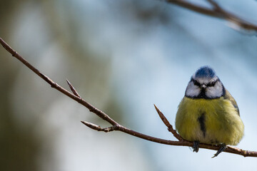 Blue tit, Durham, February 2017