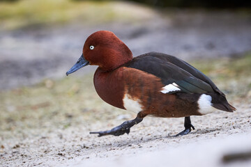 Ferruginous duck male in natural habitat (Aythya nyroca)	