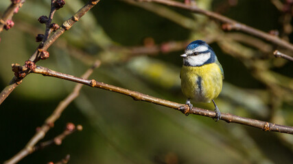 Blue tit, Durham, February 2017, Durham, March 2017