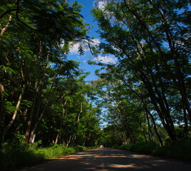 curve tree with clear sky.อุโมงค์ต้นไม้กับฟ้าใส