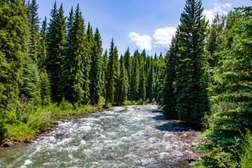 Obraz premium river in the forest