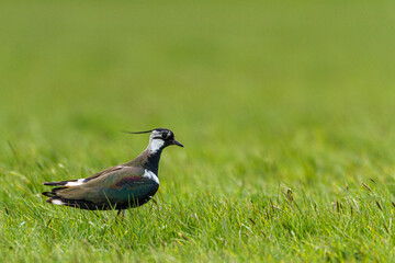Lapwing, Durham, May 2017