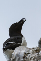 Razorbill, Durham, May 2017