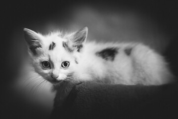 kleine Baby Katze mit süßen Augen