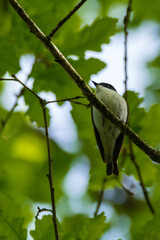 Pied flycatcher, Durham, May 2017