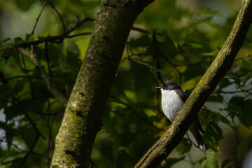 Pied flycatcher, Durham, May 2017