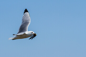 Kittiwake, Durham, May 2017