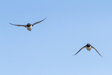 Razorbill, Durham, May 2017