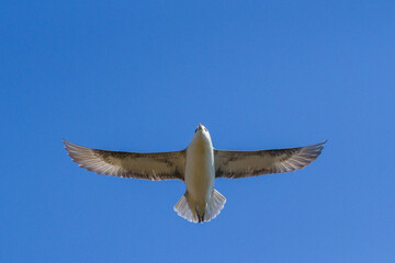 Fulmar, Durham, May 2017