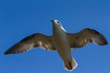 Fulmar, Durham, May 2017