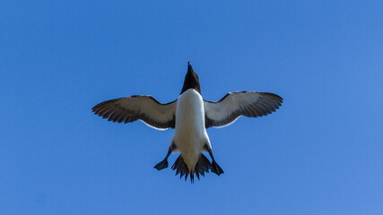 Razorbill, Durham, May 2017