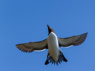 Razorbill, Durham, May 2017